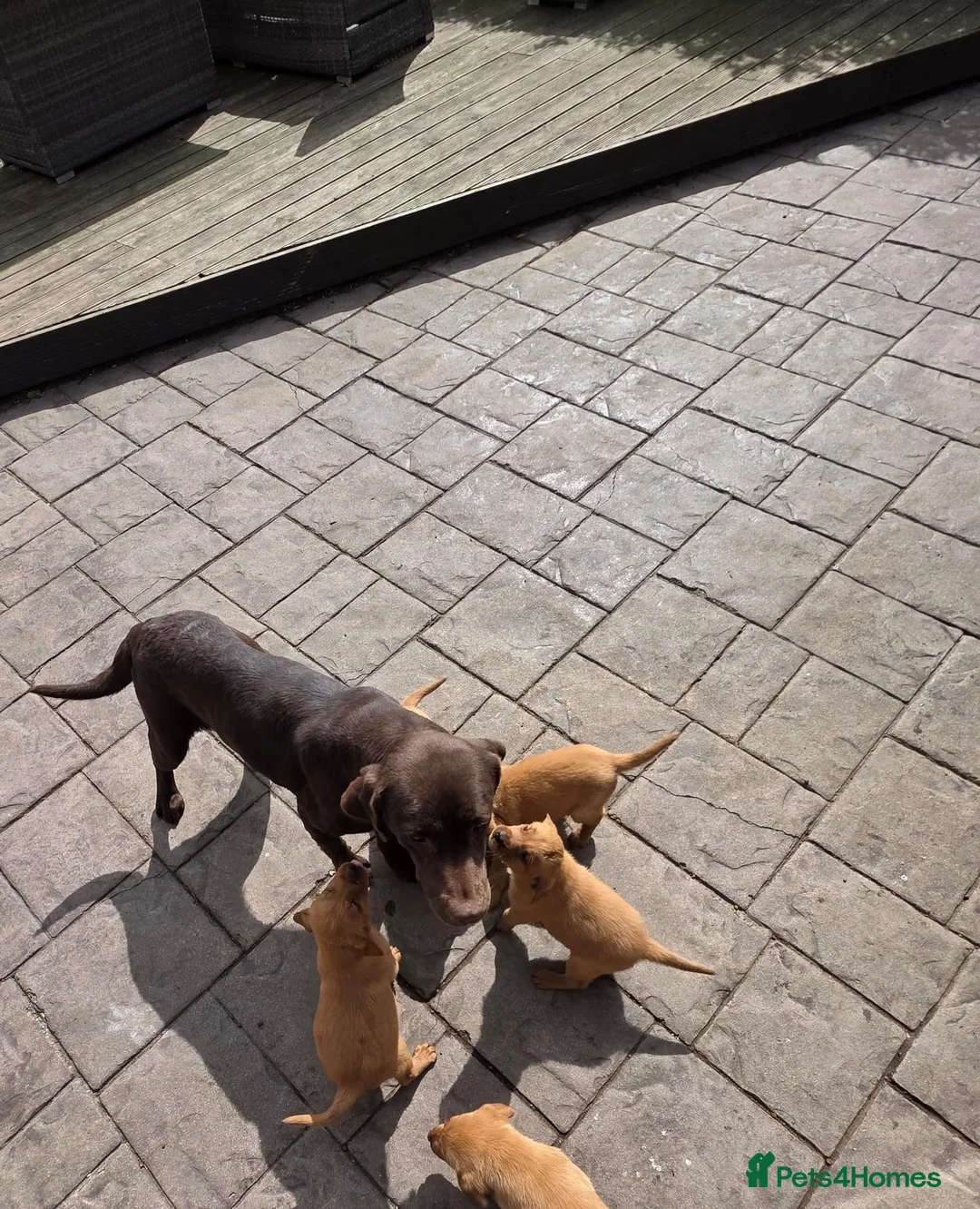 Labrador Retriever dogs for sale: Stunning Fox red labrador puppies READY NOW - Advert 2