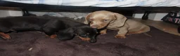 Dachshund dogs for sale: Dachshund puppies - Advert 6