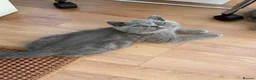 British Shorthair cats for sale: Ready to leave pedigree BSH kittens - Advert 17