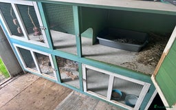 Mini Lop rabbits for sale: Male mini lop rabbit  - Image 7