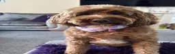 Cavapoo dogs for sale: 2 beautiful adult cavapoos to rehome  - Advert 2
