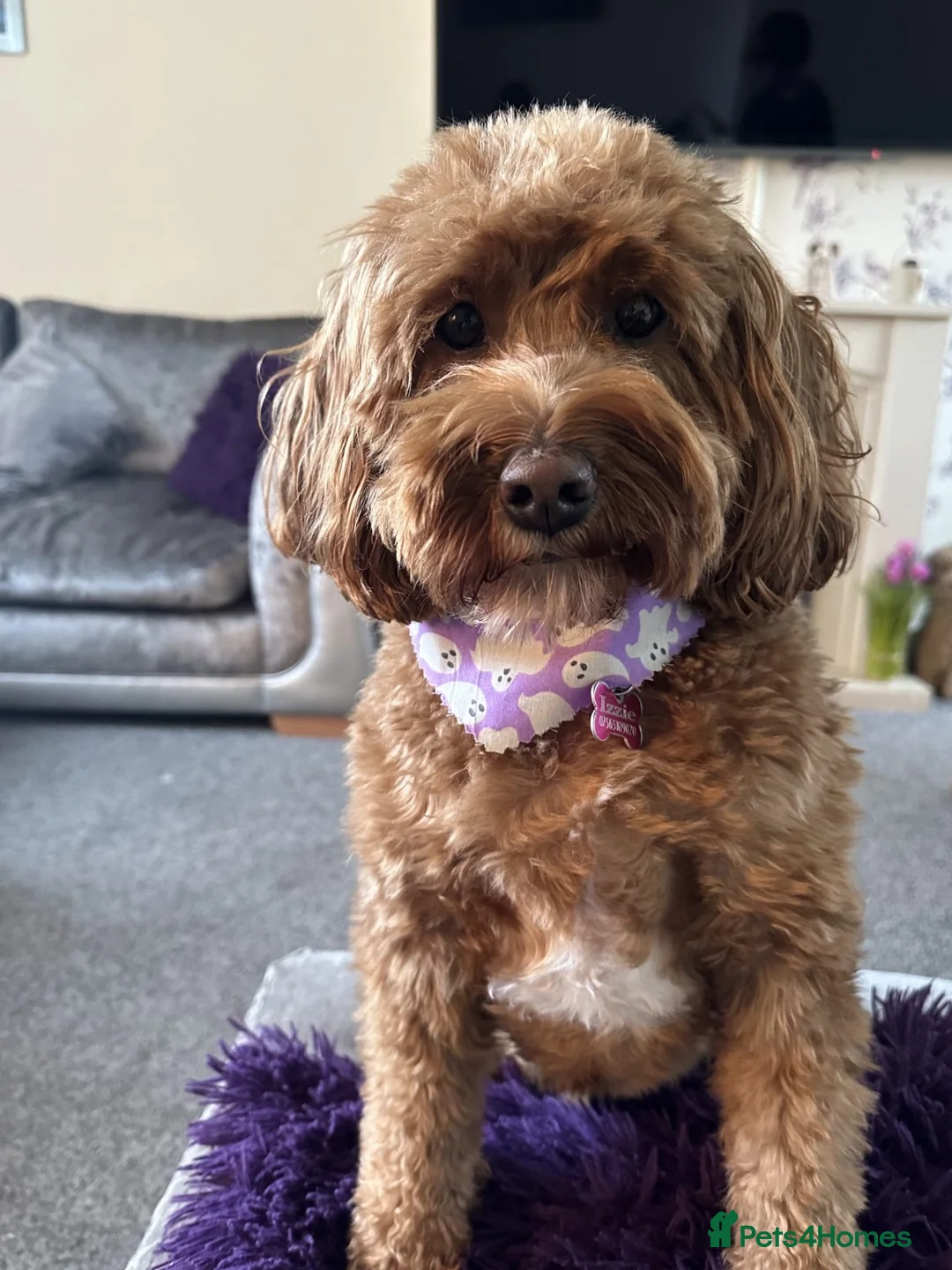 Cavapoo dogs for sale: 2 beautiful adult cavapoos to rehome  - Advert 2