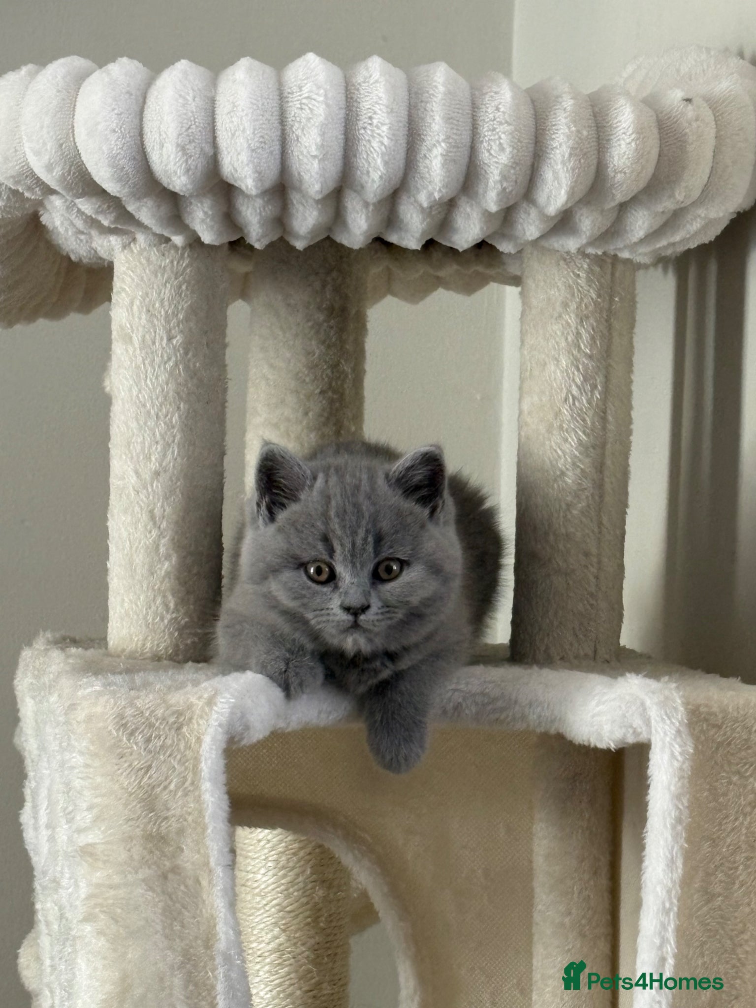 British Shorthair cats British Shorthair Kittens - Advert 2