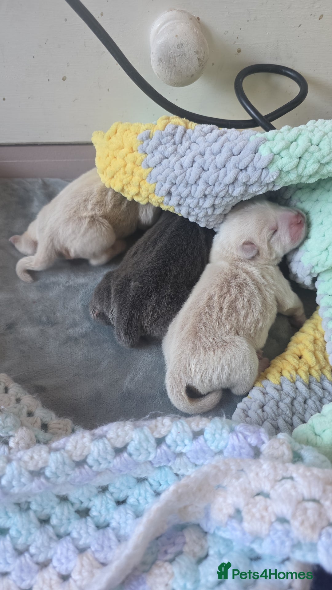 Chow Chow dogs for sale: 7 beautiful chow chow for sales - Advert 6