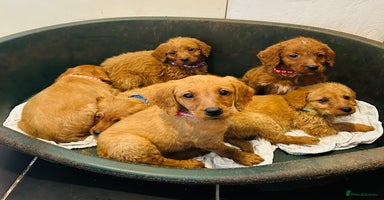 Labradoodle dogs - Advert 1