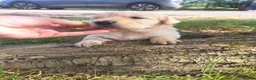Golden Retriever dogs for sale: KC Registered Golden Retrievers- DNA Health Tested - Advert 20