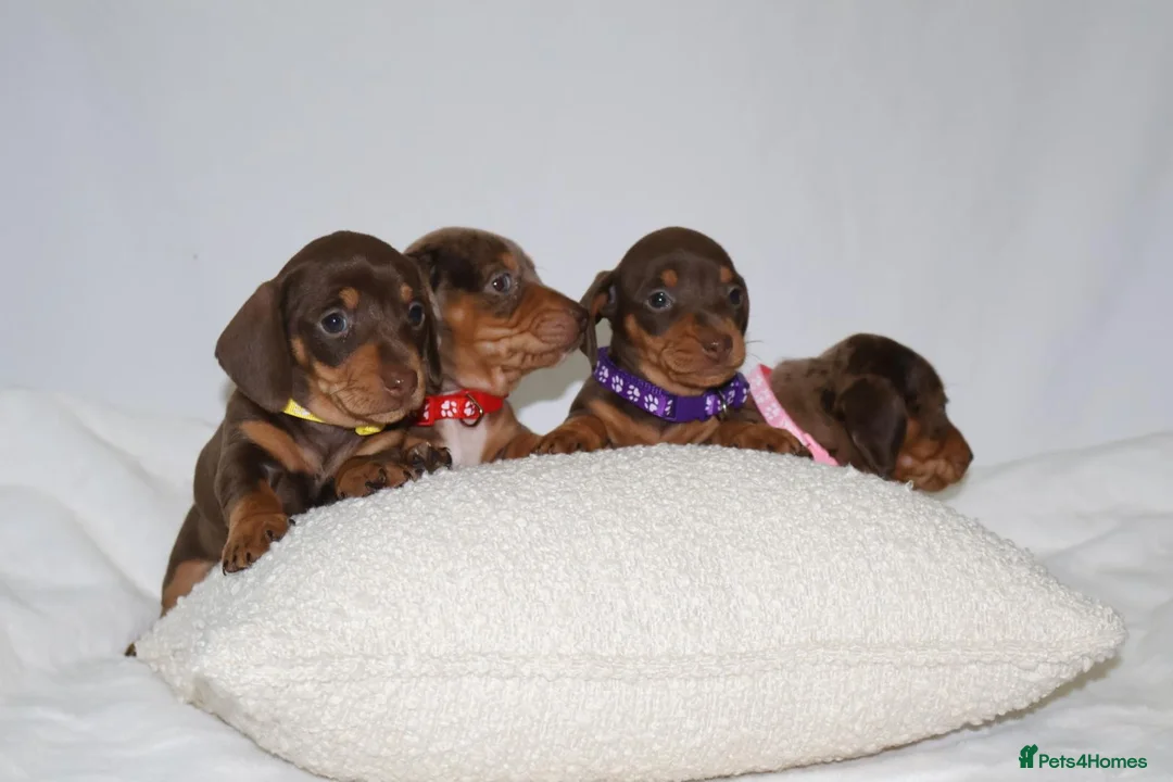 Miniature Dachshund dogs for sale: Miniature dachshund puppies 🐶  - Advert 5