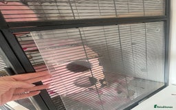 Chinchilla rodents for sale: 2 Female Chinchillas and Full set up!  - Image 12