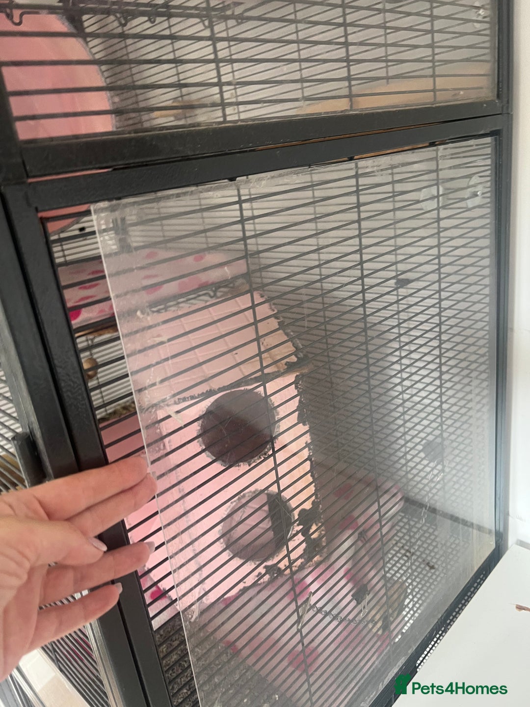 Chinchilla rodents for sale: 2 Female Chinchillas and Full set up!  - Image 12