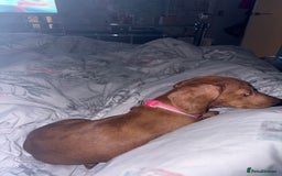 Miniature Dachshund dogs for sale: miniature dachshund  - Image 8