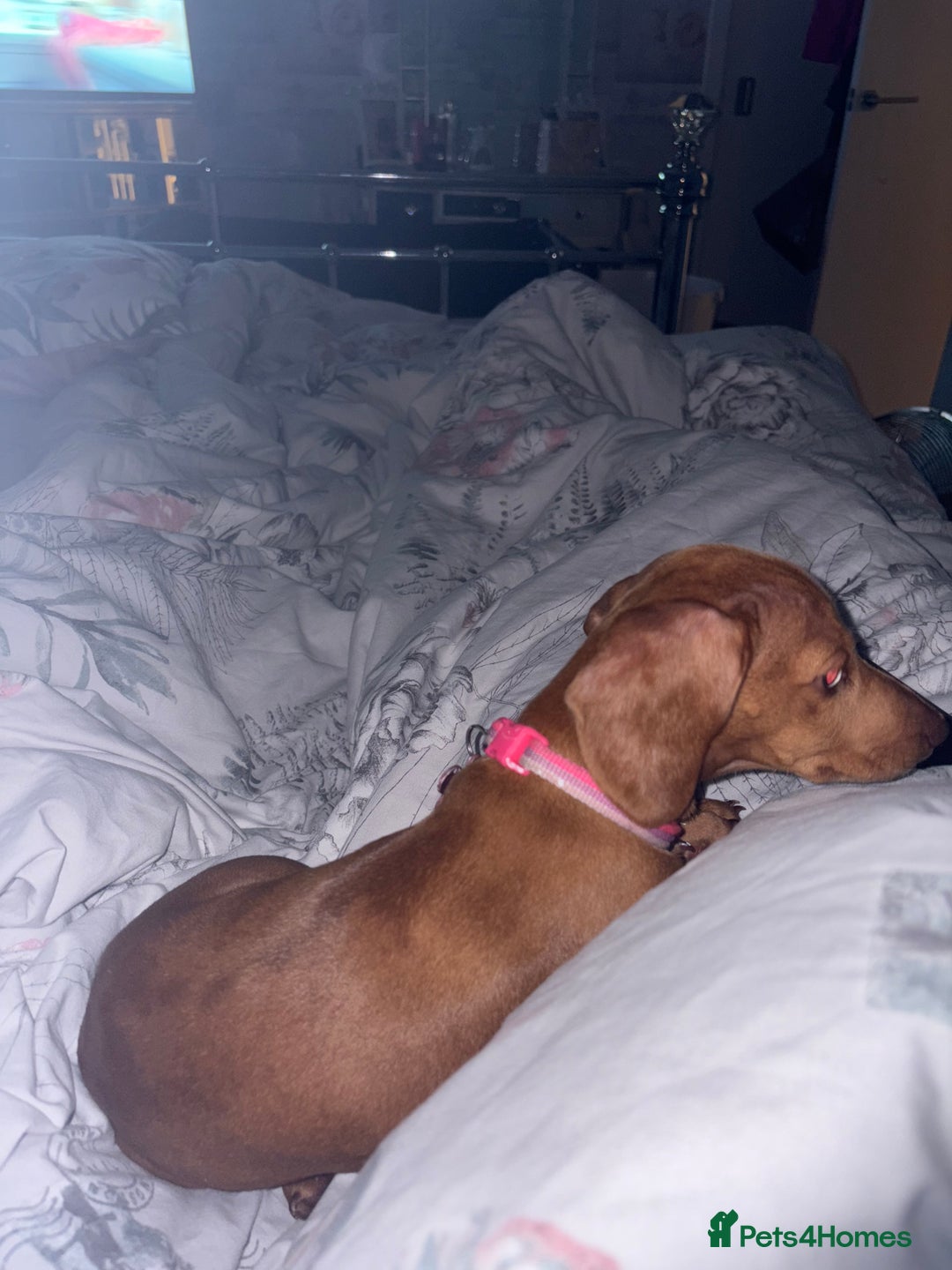 Miniature Dachshund dogs for sale: miniature dachshund  - Image 8