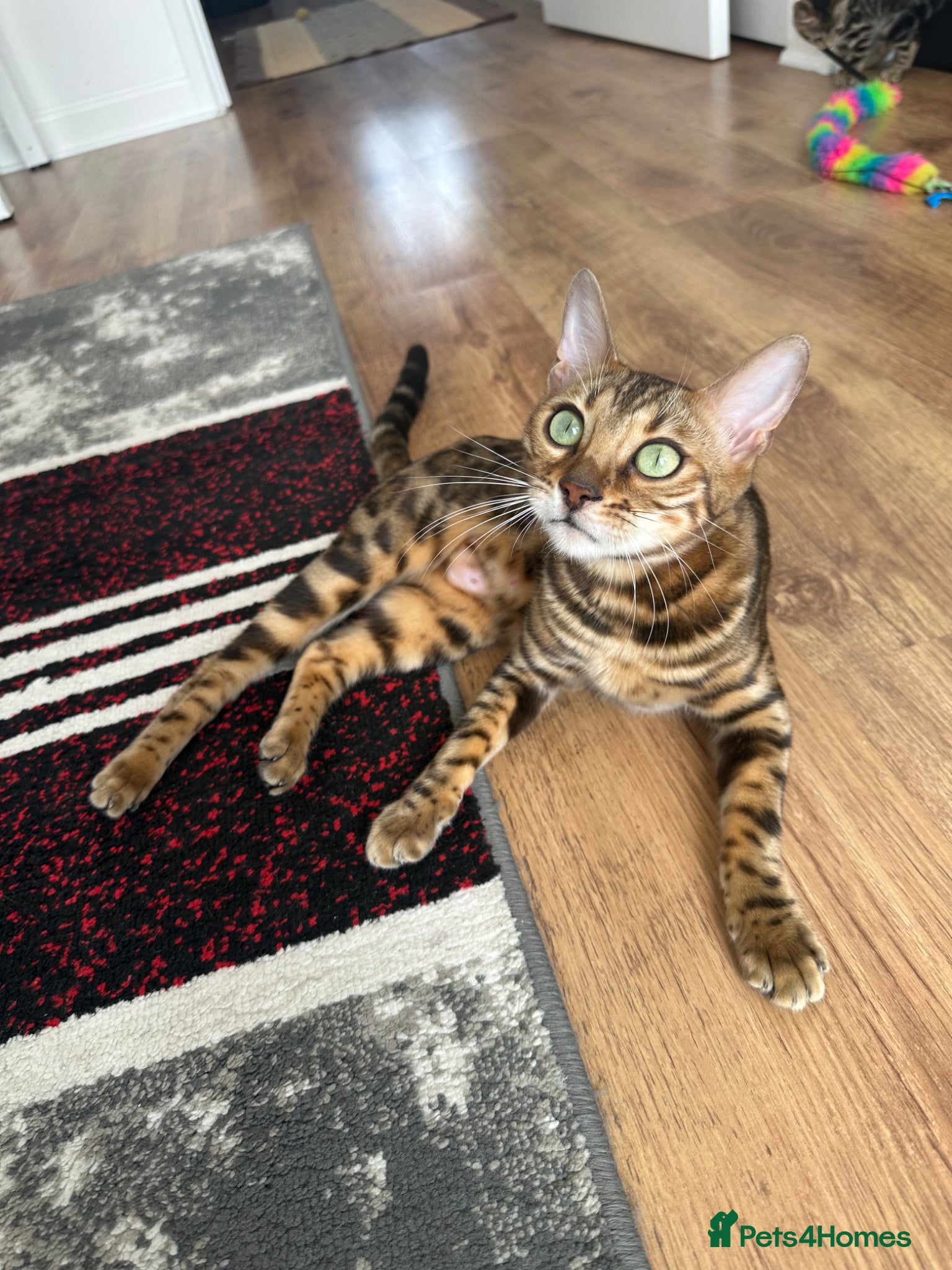 Bengal cats for sale: Bengal kittens for sale in Saffron Walden - Advert 11