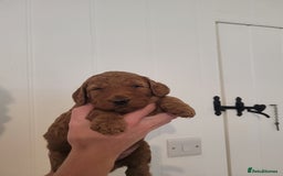 Mixed Breed dogs for sale: Miniature Goldendoodle Puppies - Image 13
