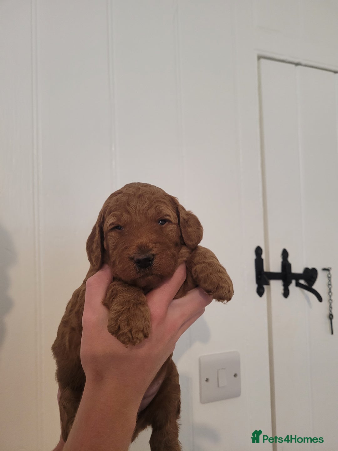 Mixed Breed dogs for sale: Miniature Goldendoodle Puppies - Image 13