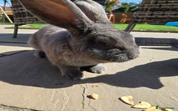 Continental Giant rabbits for sale: Giant continenetal × dwarf lop  - Image 7
