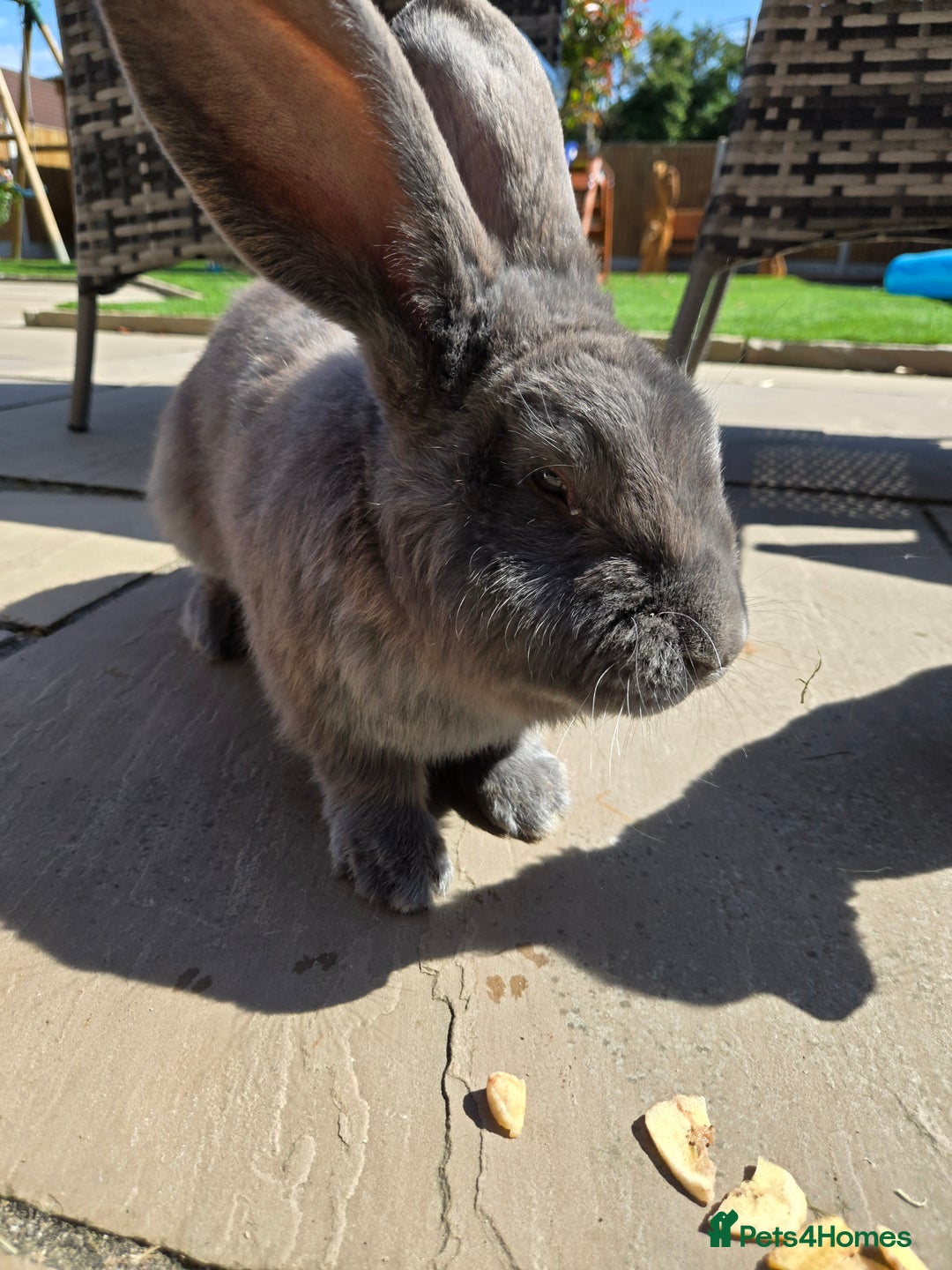 Continental Giant rabbits for sale: Giant continenetal × dwarf lop  - Image 7