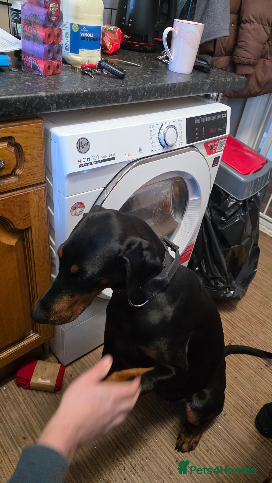 Dobermann dogs for sale: Female doberman  - Advert 3