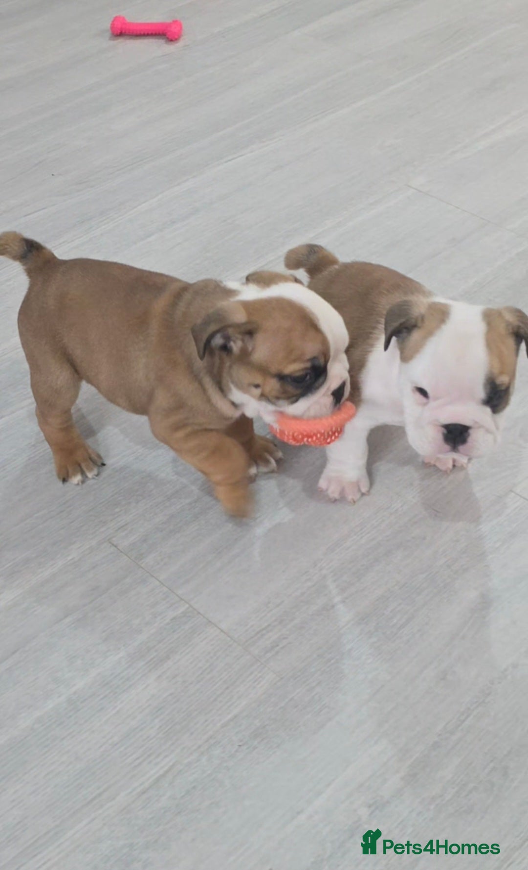 English Bulldog dogs 5 english bulldog pups kc reg  - Advert 5