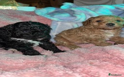 Cavapoo dogs for sale: F2B Cavapoo puppies  - Image 4