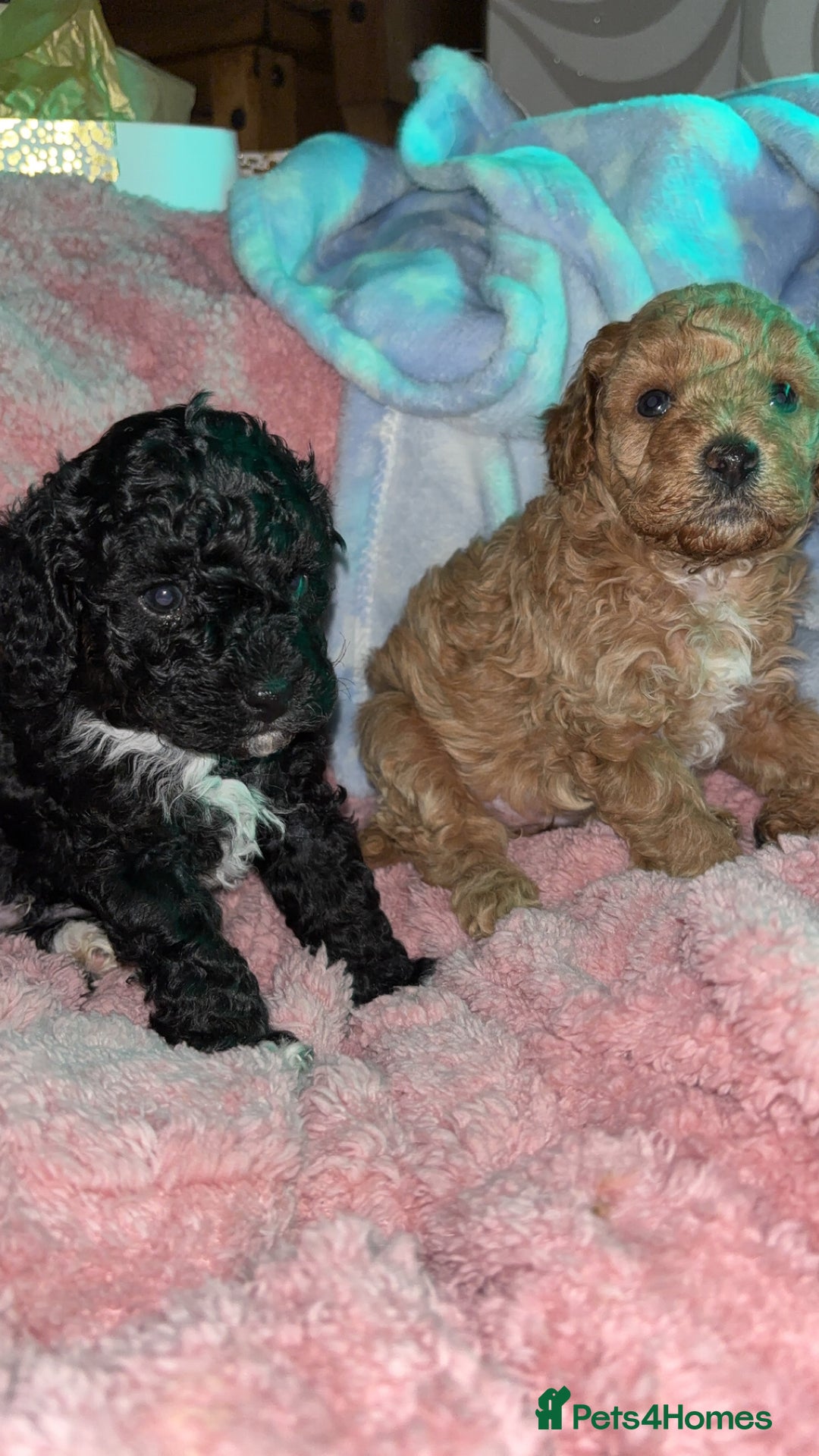 Cavapoo dogs for sale: F2B Cavapoo puppies  - Image 4