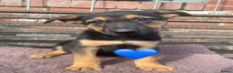 German Shepherd dogs for sale: GSD X COLLIE,BIG CHUNKY FARM BRED PUPS. - Advert 8