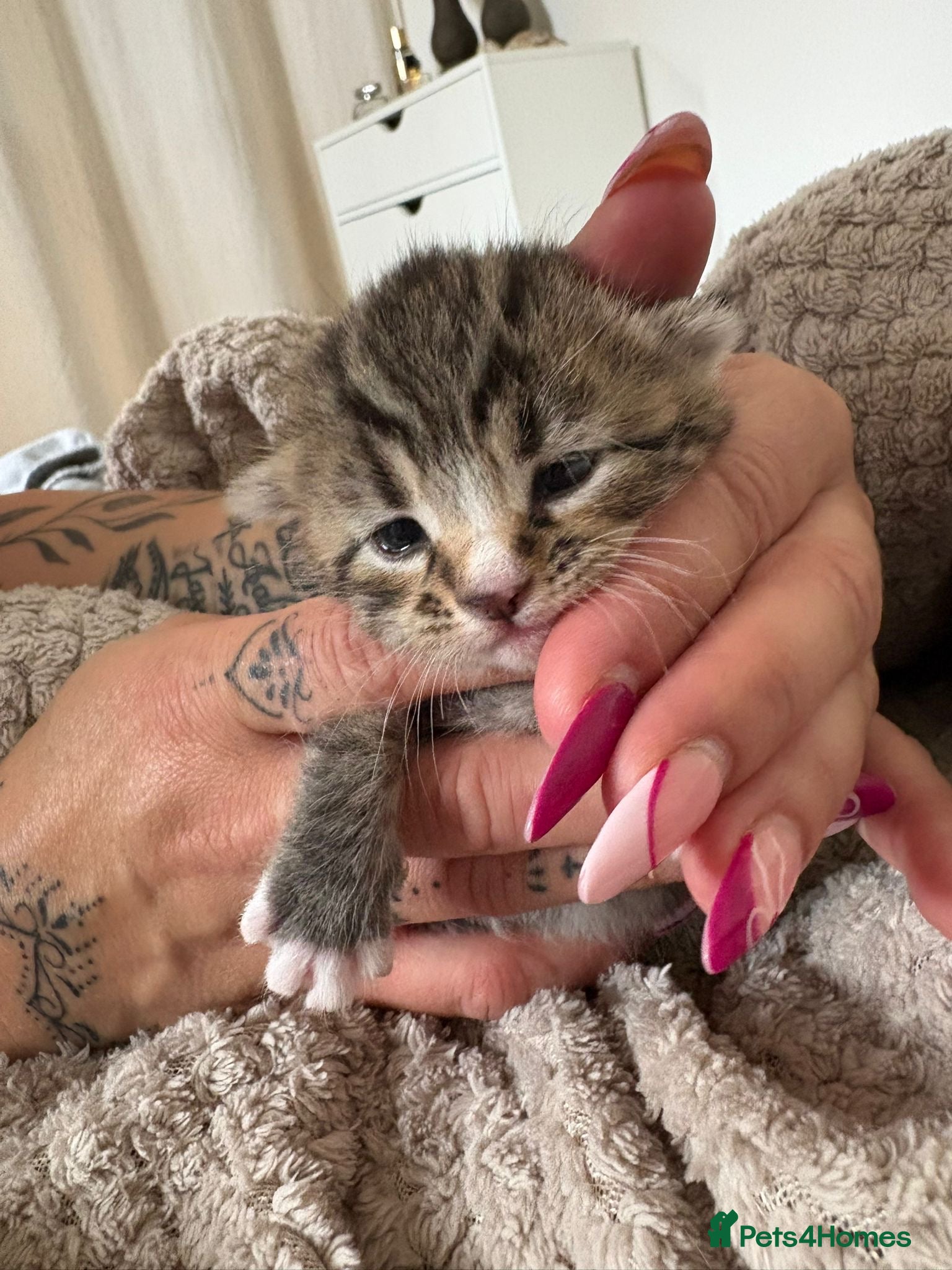 Mixed Breed cats for sale: Mixed Beautiful Girls  - Advert 4