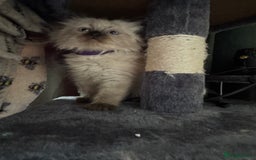 Ragdoll cats for sale: 4 stunning seal point ragdoll boys  - Image 10