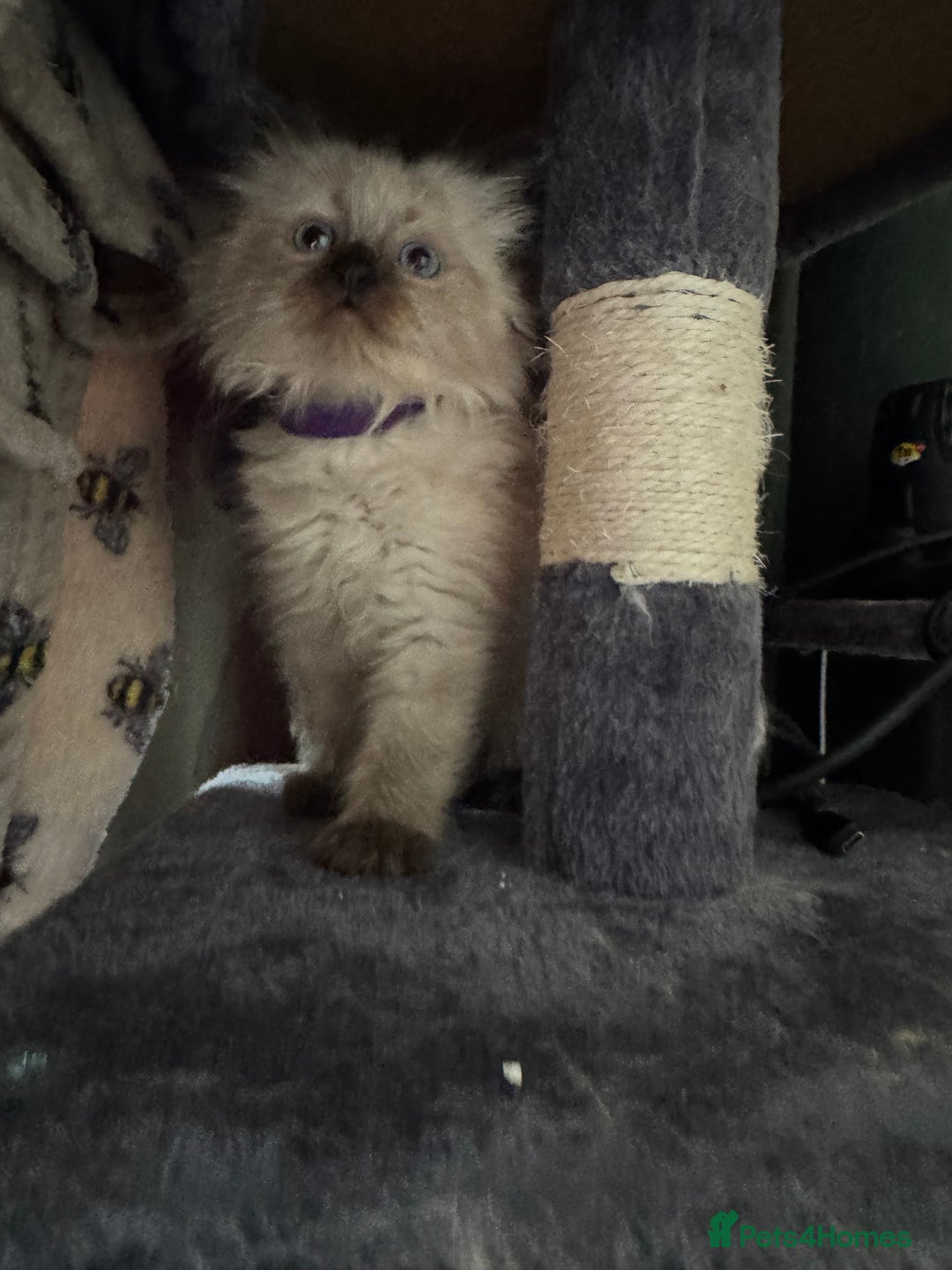 Ragdoll cats for sale: 4 stunning seal point ragdoll boys  - Image 10