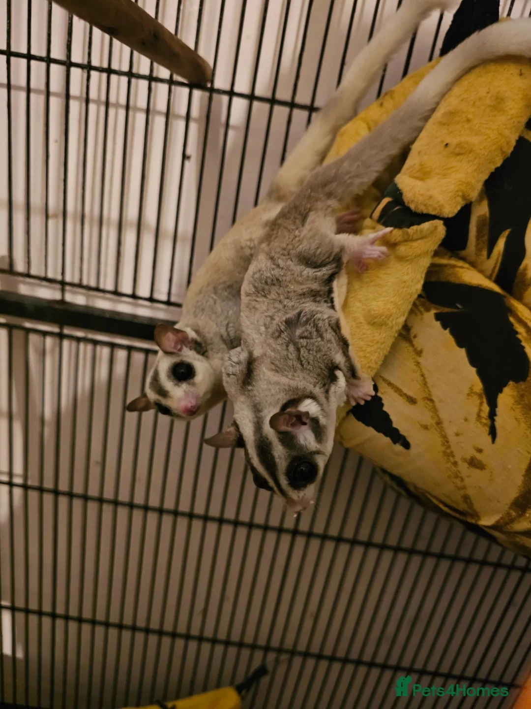 Sugar Glider rodents for sale: 2 sugar glider  in Hartlepool - Advert 2
