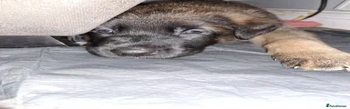 Belgian Shepherd Dog Puppy 1