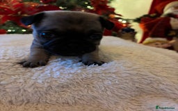 Pug dogs for sale: Pug puppies - Advert 29