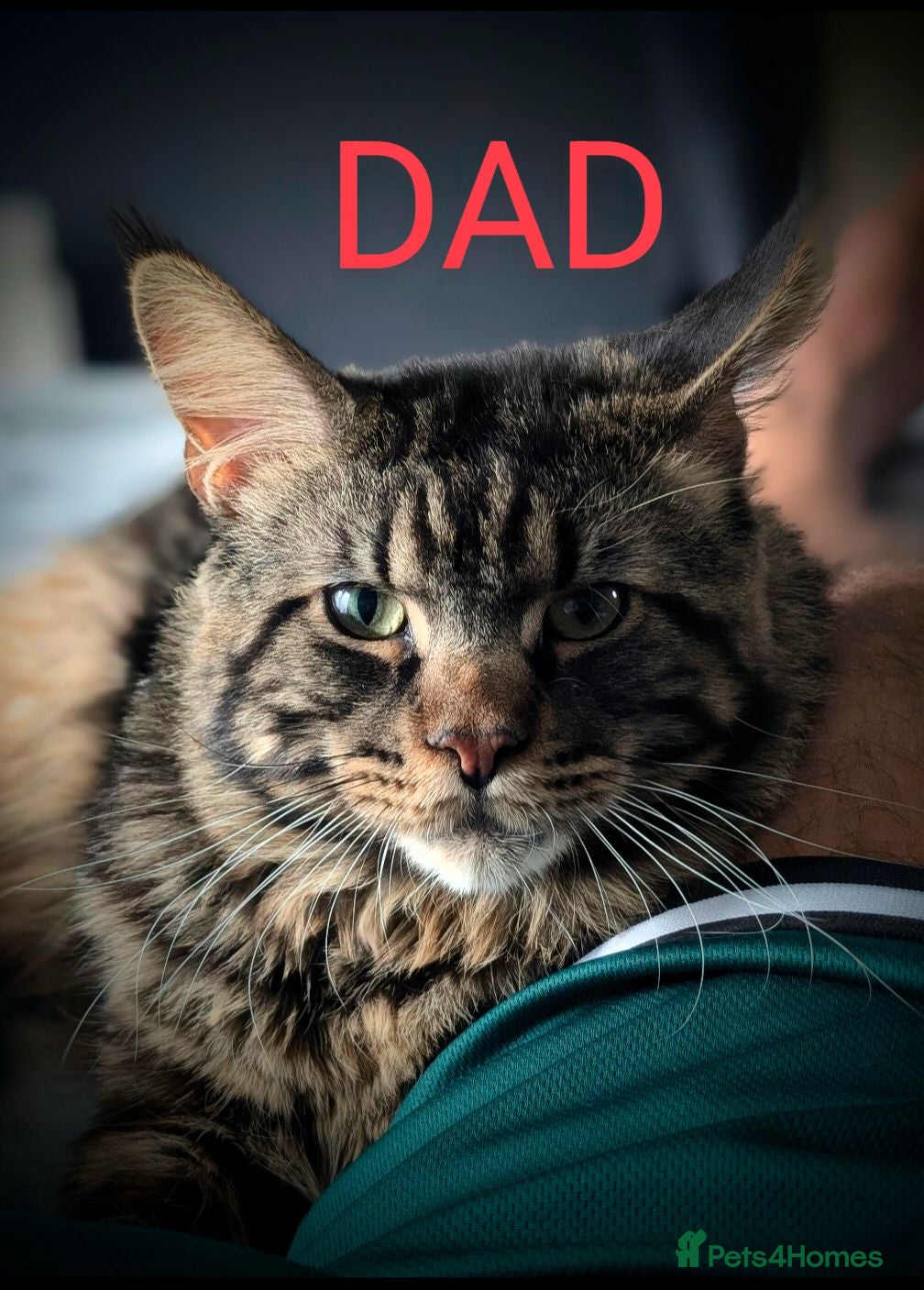 Maine Coon cats Adorable balls of fur 😻 - Advert 2