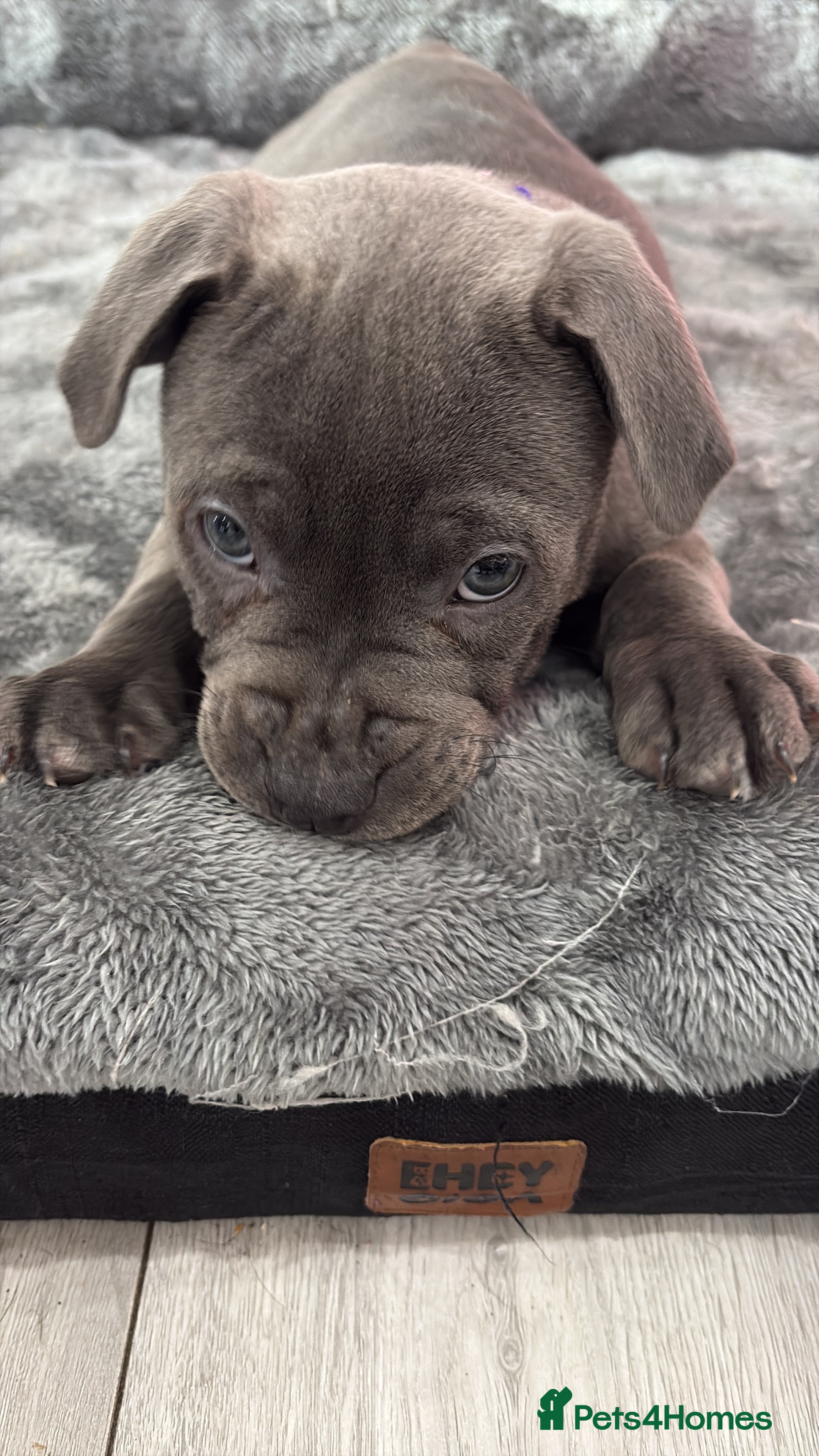 Staffordshire Bull Terrier dogs Dw Kc registered Blue Staffordshire Bull Terriers. - Advert 5