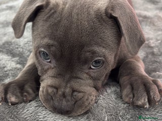 Staffordshire Bull Terrier dogs Dw Kc registered Blue Staffordshire Bull Terriers. - Advert 4