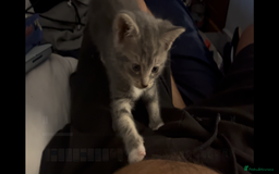 Mixed Breed cats for sale: Half ragdoll girl kittens ready now  - Image 14