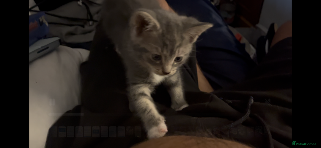Mixed Breed cats for sale: Half ragdoll girl kittens ready now  - Image 14