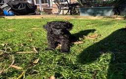 Miniature Poodle dogs for sale: DNA Health tested.Miniature KC Poodle Puppies - Image 21