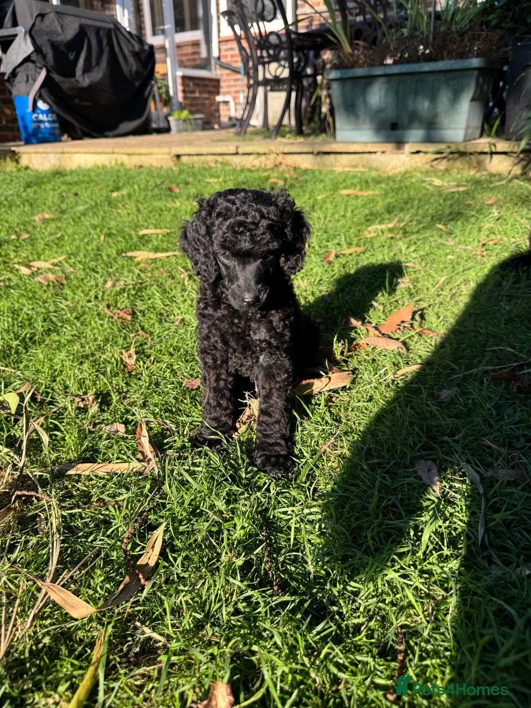 Miniature Poodle dogs for sale: DNA Health tested.Miniature KC Poodle Puppies - Image 21