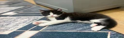 British Shorthair cats for sale: Two Lovely Male Kittens. Playful & Well Trained in Middlesbrough - Advert 2