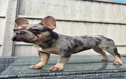 French Bulldog dogs for sale: French Bulldog female - Image 2