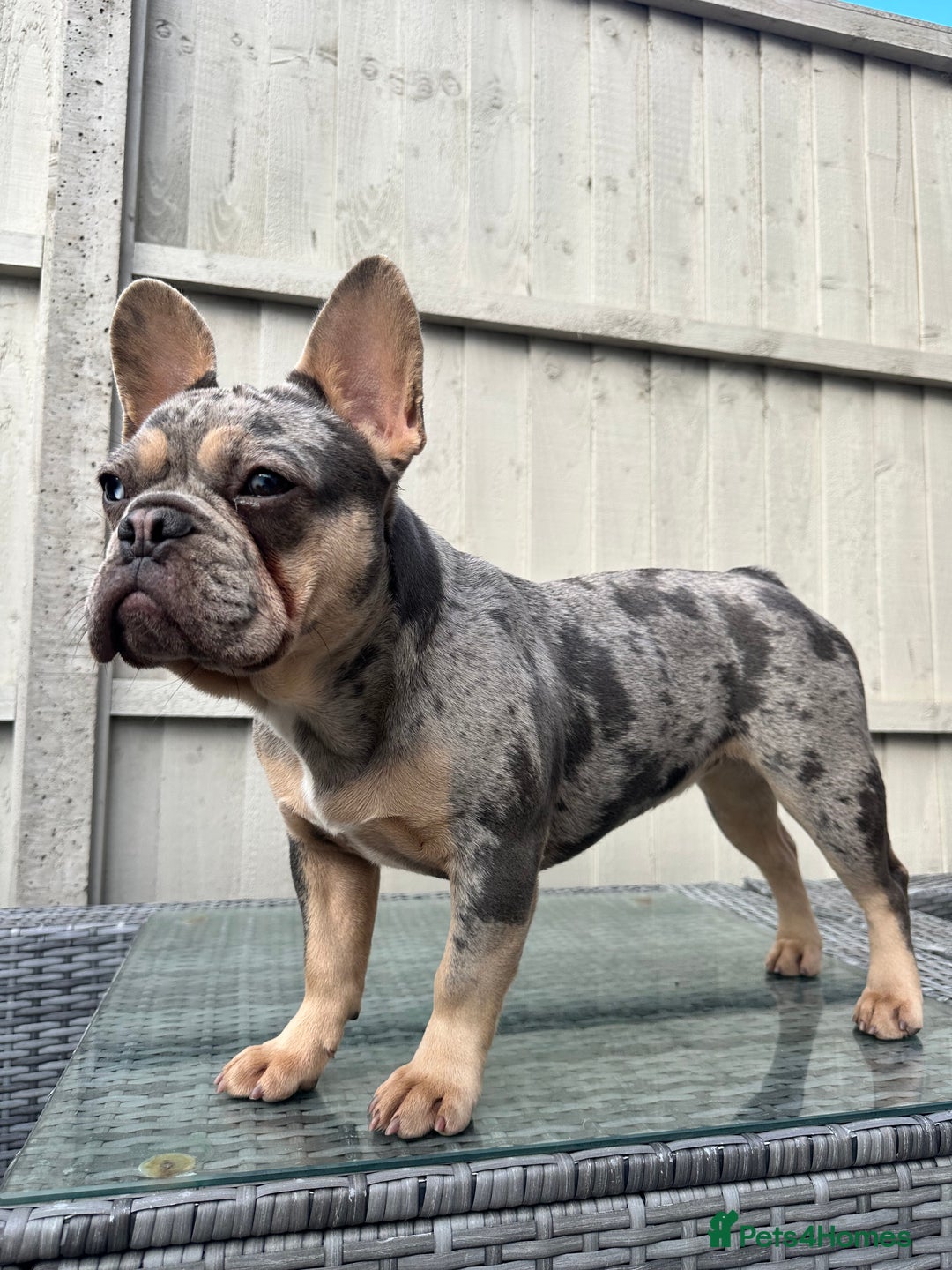 French Bulldog dogs for sale: French Bulldog female - Image 2