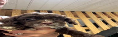 Cockapoo 1