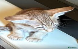 Oriental cats for sale: GCCF Oriental - Image 17
