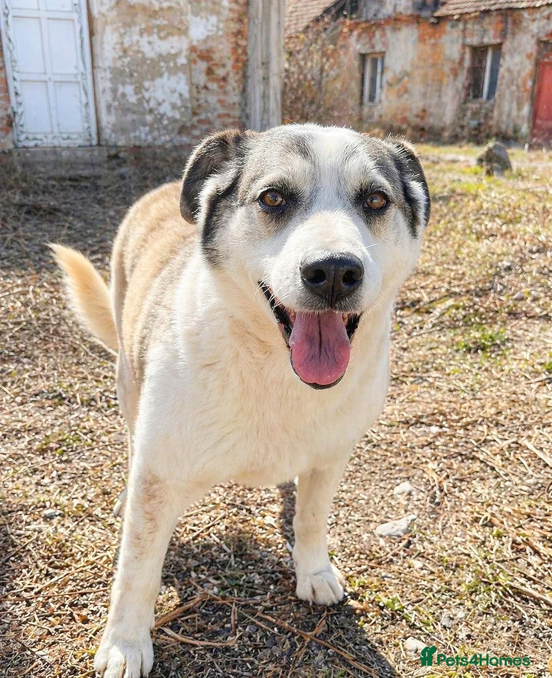 Lisa — Mixed Breed