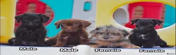 Mixed Breed dogs for sale: Patterpoo babies  - Advert 3