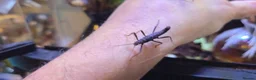 Stick Insects invertebrates for sale: Black Beauty stick insects, peruphasma shulteii  - Advert 4