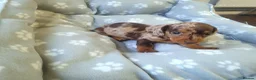 Miniature Dachshund dogs for sale: 🐶😍Miniature dachshund Puppies😍🐶 - Advert 4