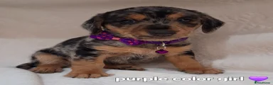 Purple collar