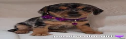 Jack Russell dogs for sale: ♡♡♡Beautiful Jack Russel Puppies Ready Soon!!♡♡♡ - Advert 4