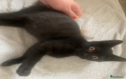 British Shorthair cats for sale: Is very lovely  - Image 1